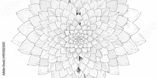 Detailed monochrome drawing of a dahlia flower in full bloom