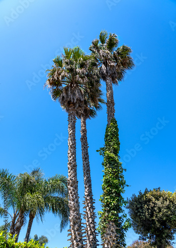 vertical photo of two towering palm trees standing out in silvery and green colours against the intensely blue sky