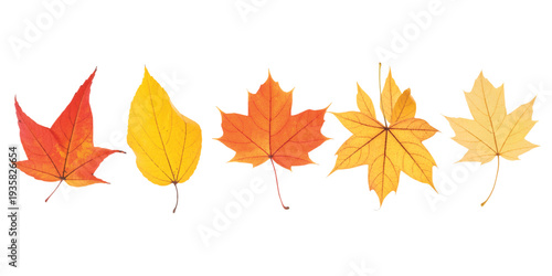 Five maple leaves glow in autumn hues.Autumn leaves in gradient hues of red, orange, and yellow.