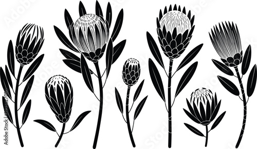 Black and White Protea Flower Silhouettes Isolated on White Background