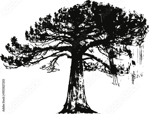 silhouette of a large tree with spreading branches and dense foliage isolated on white background