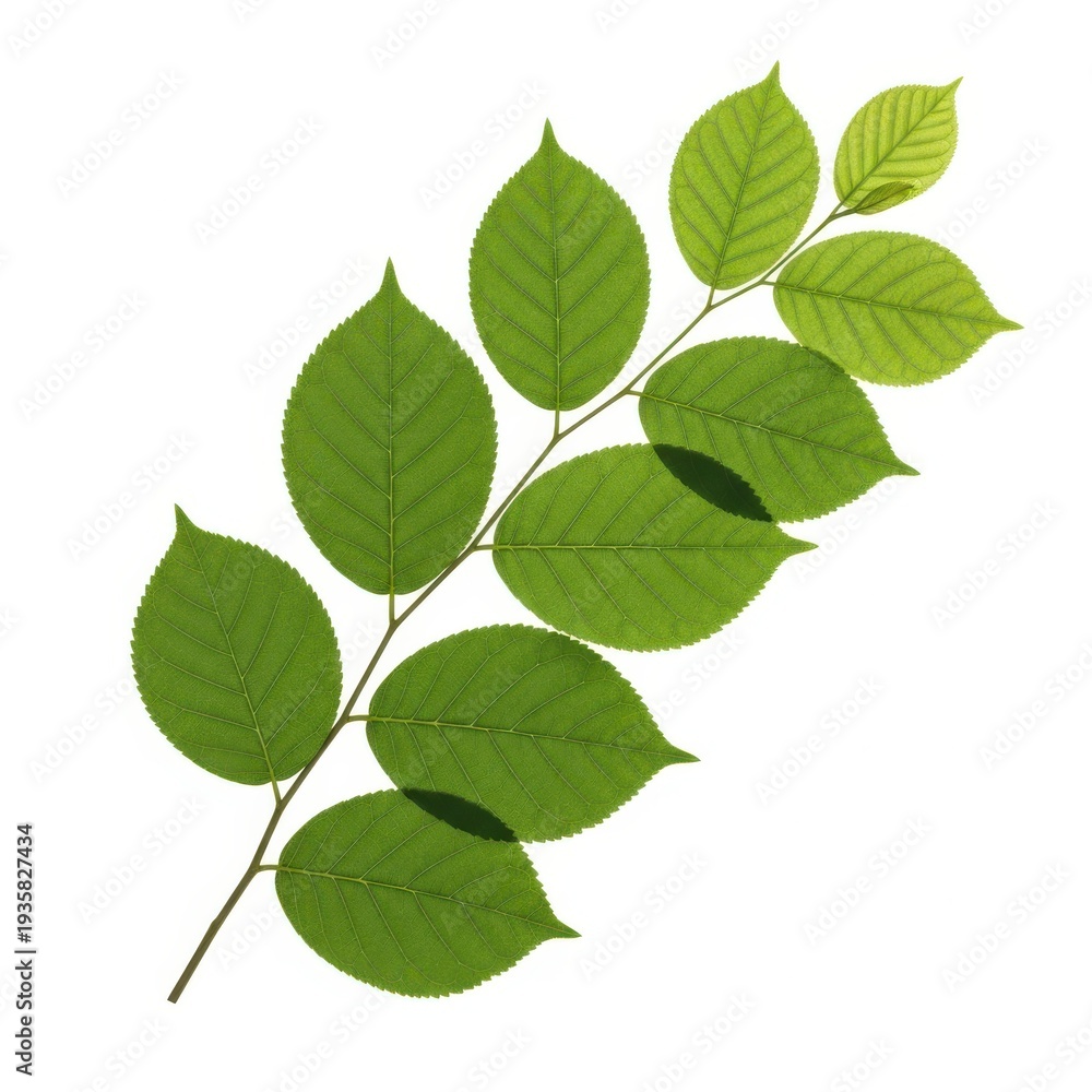 Fototapeta premium A close-up view of a branch with green leaves and a single damaged leaf.