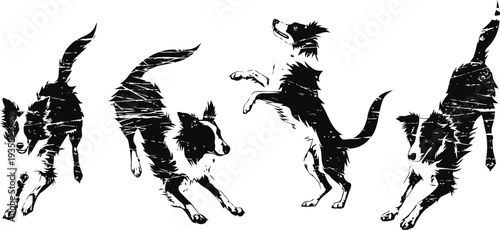 Running and jumping dog silhouette set in black and white, active border collie poses in motion