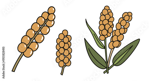 Millet Line art vector set modern abstract color