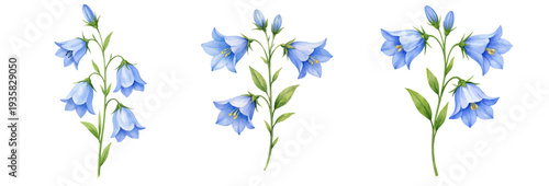 A charming watercolor collection of blue bellflower campanula botanical flowers for floral design and botanical illustration.