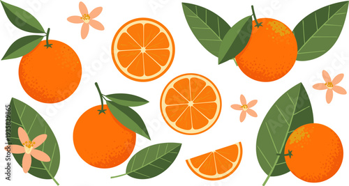 Orange Fruit Illustration Set with Whole Oranges, Orange Slices, Leaves and Blossoms for Fresh Citrus Design, Healthy Food Graphics and Organic Farm Produce