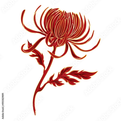 Crysanthemum pretty flower