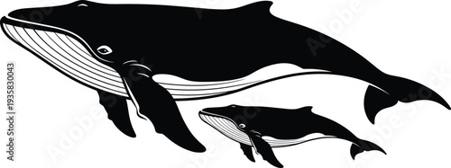 Black and white humpback whale mother and calf silhouette vector illustration, majestic marine life swimming together isolated on white background, nature.