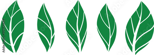 Set of leaf silhouette icons. green color vector illustration on transparent.