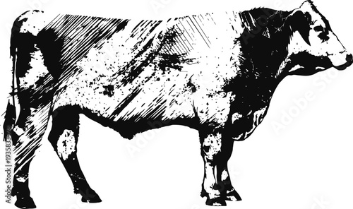 Black and white cow illustration side view of a standing dairy cattle vintage ink engraving livestock art
