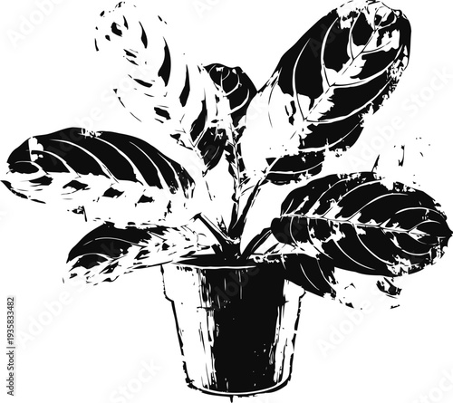 Calathea plant with patterned leaves in a round flowerpot, indoor tropical houseplant art