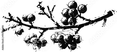 Silhouette of wild berry branch with clusters of berries and leaves on white background