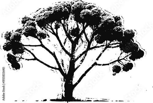 silhouette of a large tree with spreading branches and dense foliage