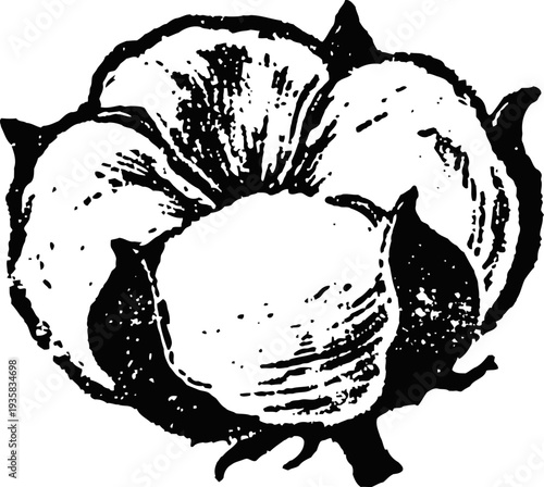 Cotton boll illustration in vintage with detailed fibers and leaves for textile and agriculture design