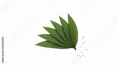 Delicate green leaves gently fanning out against a clean white background.
