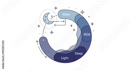 Sleep Cycle Infographic Circular Diagram Illustration