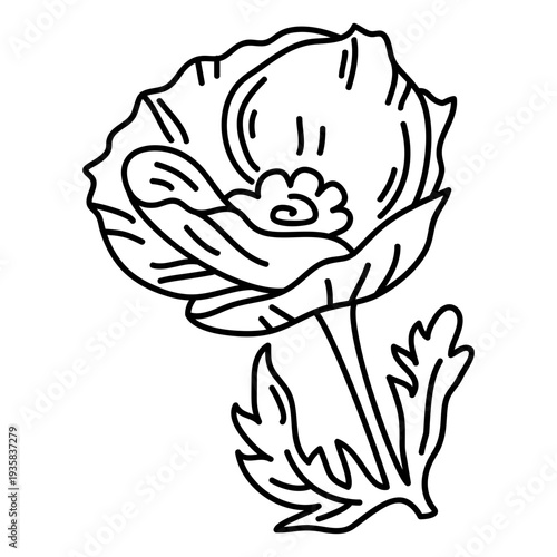 Front view poppy flower