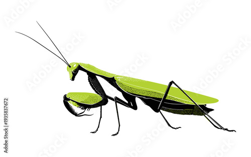 Detailed illustration of a green praying mantis with black accents on a white background