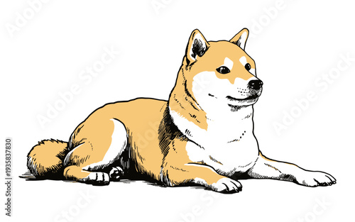 Shiba Inu dog lying down with a relaxed expression, illustrated in a sketch style