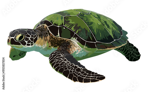 Detailed illustration of a green sea turtle swimming gracefully on a white background