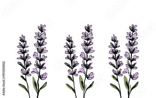 Simple hand-drawn lavender flowers with purple blossoms and green leaves on a white background