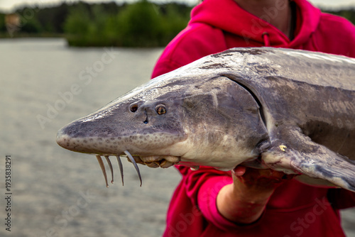 Obraz na plátne Sturgeon held by angler near freshwater shoreline