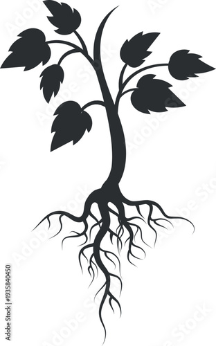 Growing garden plant black silhouette. Farm botany