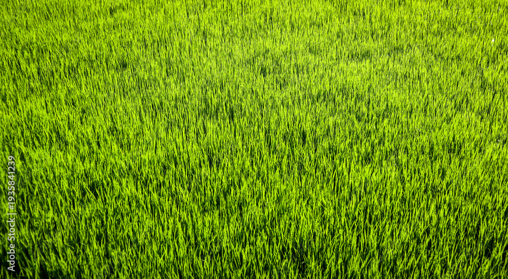 Obraz premium Close-up of Fresh Green Rice Sprouts in Muddy Soil