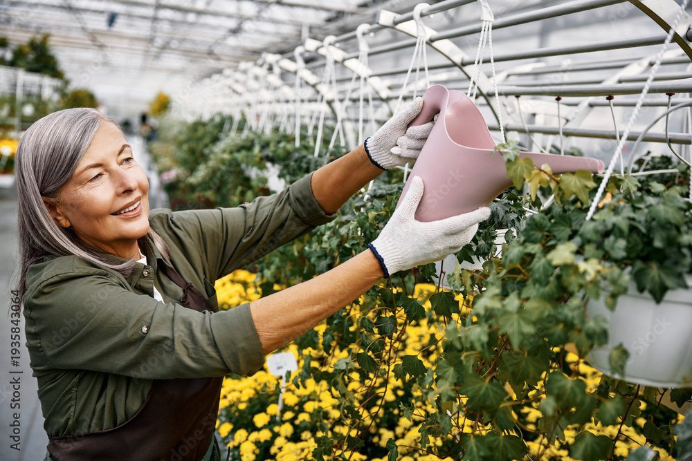 Fototapeta premium Senior woman watering hanging plants in greenhouse.