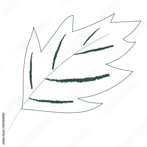 Leaf without color hand drawn