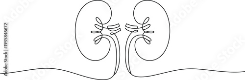 Continuous single line drawing of two human kidneys representing a healthy medical organ system