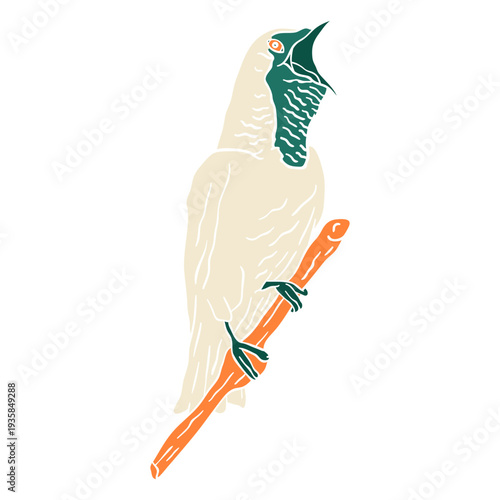 Bare throated bellbird cut out
