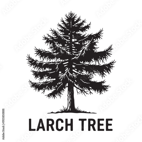 Larch tree silhouette isolated on white background, coniferous vector illustration