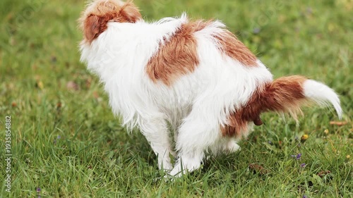 Dog doing toilet in the grass. Pooping, defecating, pet excrement concept.