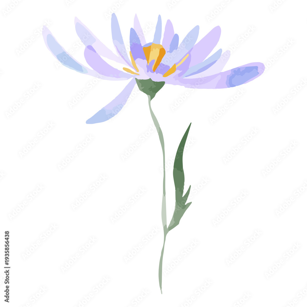 Obraz premium Watercolor flower aster