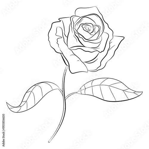 Long stem rose stroke