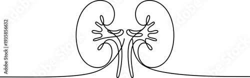 Minimalist one line drawing showing the detailed structure of healthy human kidneys on white