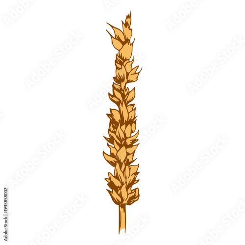 Wheat spike grain