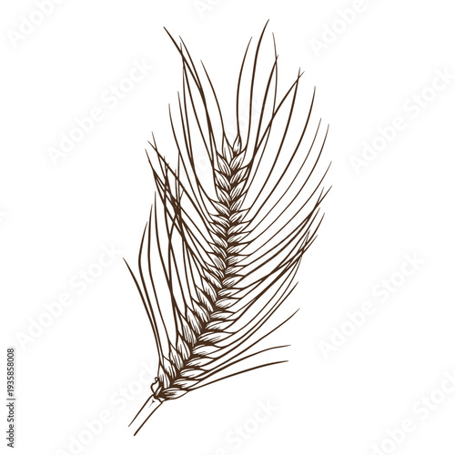 Single wheat spike hand-drawn