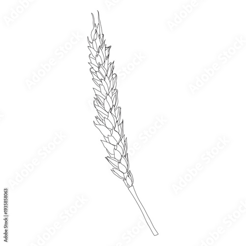 Sloping wheat hand-drawn