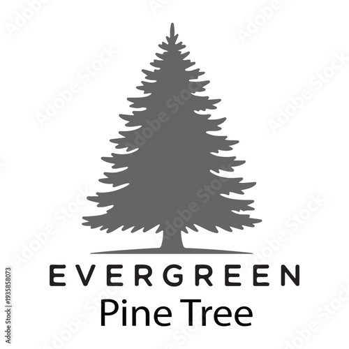 Evergreen pine tree silhouette isolated on white background, coniferous vector illustration