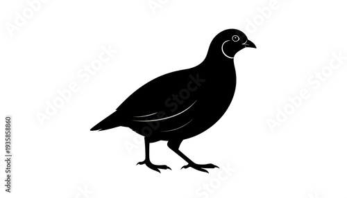 Elegant Silhouette of a California Quail on White Background.