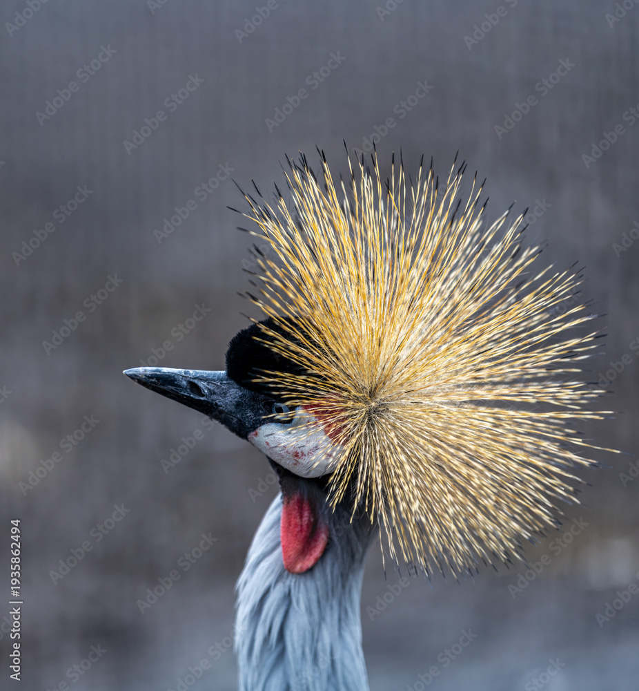 Naklejka premium Afrikan Crowned Crane, a beautiful and majestic bird