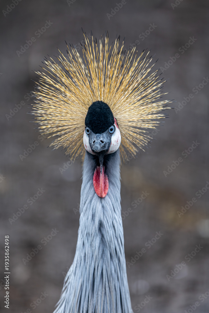 Obraz premium Afrikan Crowned Crane, a beautiful and majestic bird
