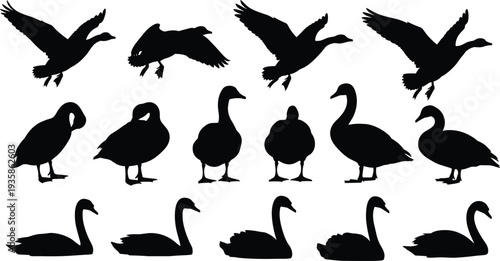 Duck and swan silhouette set, flying and swimming waterfowl birds collection, black animal vector illustration isolated on background