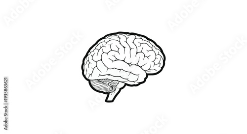 A detailed illustration of a human brain with intricate neural pathways and structures