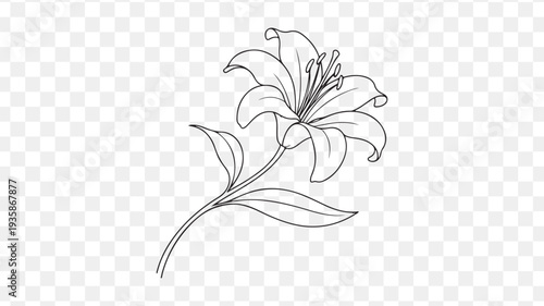 Elegant lily flower line art design for decoration isolated on Transparent Background