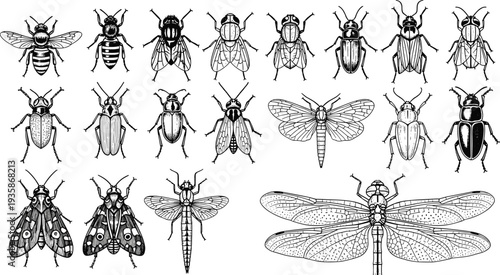 Detailed insect collection line art vector, vintage entomology illustration set, beetles flies bees moths dragonfly, hand drawn scientific bugs isolated for taxonomy design