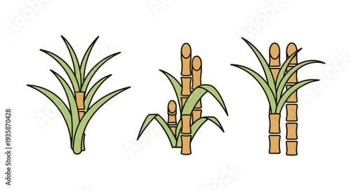 Sugarcane Line art vector set clean vibrant tone illustration