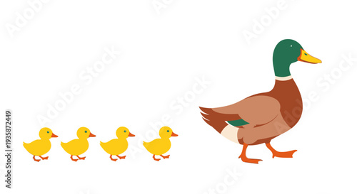 A mother duck leads her four adorable ducklings in a line